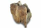 Fossil Woolly Rhino (Coelodonta) Partial Tooth Crown - Siberia #253975-2